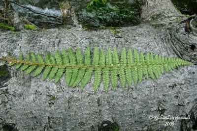 Polystic de Braun - Brauns holly fern - Polystichum braunii 3m9