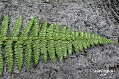 Polystic de Braun - Brauns holly fern - Polystichum braunii 5m9