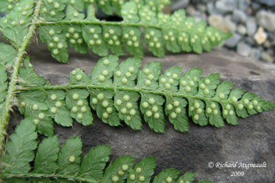 Polystic de Braun - Brauns holly fern - Polystichum braunii 7m9