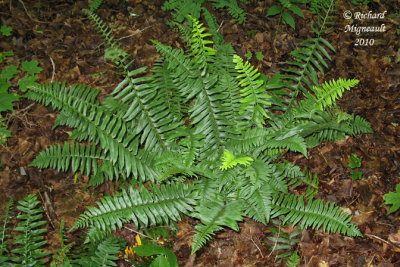 Polystic faux-acrostiche - Christmas fern - Polystichum acrotichoides 1 m10