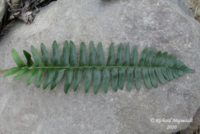 Polystic faux-acrostiche - Christmas fern - Polystichum acrotichoides 2 m10