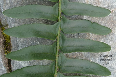Polystic faux-acrostiche - Christmas fern - Polystichum acrotichoides 3 m10