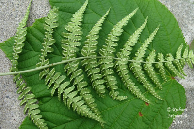 Thélyptère de New York - New York fern - Thelypteris noveboracensis 3 m10