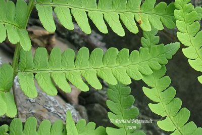 Thlyptre de New York - New York fern - Thelypteris noveboracensis 3m9