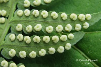 Thlyptre de New York - New York fern - Thelypteris noveboracensis 5 m10