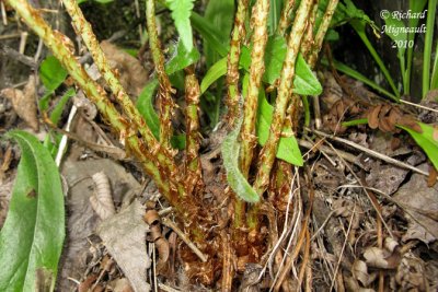 Thlyptre de New York - New York fern - Thelypteris noveboracensis 6 m10