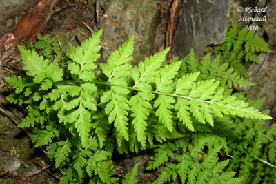 Woodsie de LIle DElbe - Rusty woodsia - Woodsia ilvensis 2 m10
