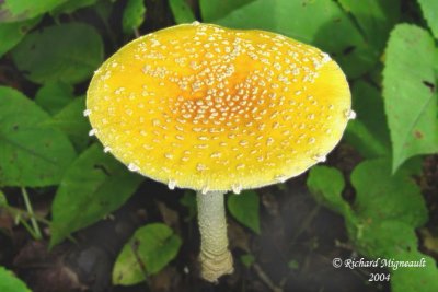 Amanite tue-mouches Yellow-orange Fly Agaric Amanita muscaria 1m4