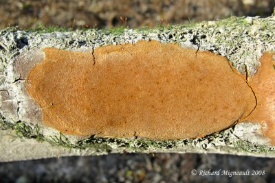 Polypore ponctu - Brown crust fungus - Phellinus punctatus 1m8