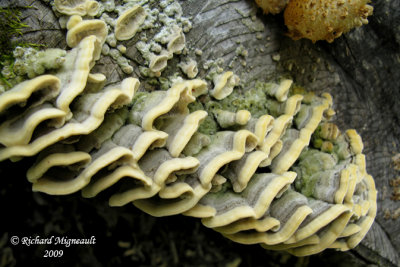 Tramte unicolore - Mossy maze polypore - Cerrena unicolor 1m9