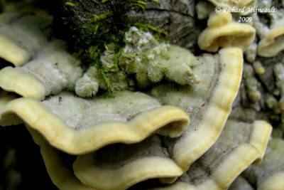 Tramte unicolore - Mossy maze polypore - Cerrena unicolor 2m9