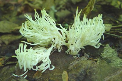 Clavaire de Kunz White coral Ramariopsis kunzel 1m3