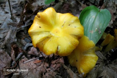 Hygrophore jaune orang - Golden waxy cap - Hygrocybe chlorophana m9