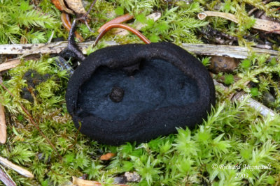 Plectanie noire - Hairy black cup - Pseudoplectania nigrella 1m9