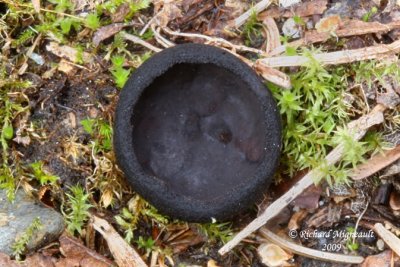 Plectanie noire - Hairy black cup - Pseudoplectania nigrella 2m9