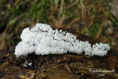 Buisson cireux - Coral slime - Ceratiomyxa fruticulosa m9