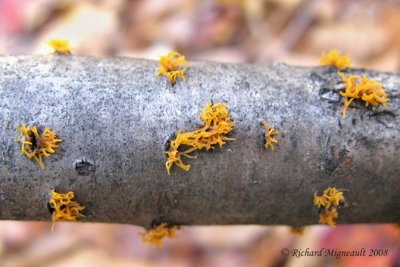 Calocère cornée - Clublike tuning fork - Calocera cornea m8