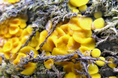 Calycelle citrine - Lemon drops - Bisporella citrina m8