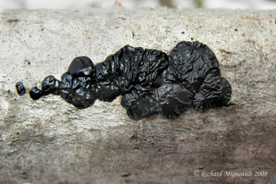Exidie glanduleuse - Black witchs butter - Exidia glandulosa 1m8