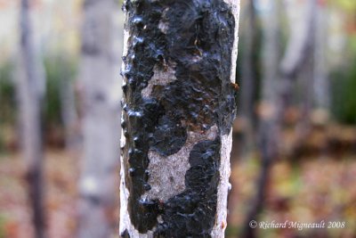 Exidie glanduleuse - Black witchs butter - Exidia glandulosa 3m8