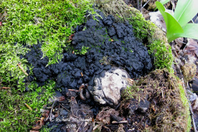 Exidie glanduleuse - Black witchs butter - Exidia glandulosa 4 m9