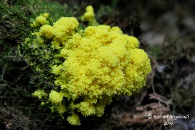 Fleur de tan - Scrambled-egg slime - Fuligo septica var. flava 1m9