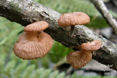 Marasme fétide - Fetid marasmius - Micromphale foetidum 1m10