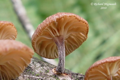 Marasme fétide - Fetid marasmius - Micromphale foetidum 2m10