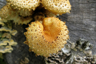 Pholiote squarreuse - Sharp-scaly pholiota - Pholiota squarrosoides 2m9