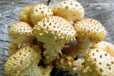 Pholiote squarreuse - Sharp-scaly pholiota - Pholiota squarrosoides 3m9