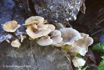 Pleurote corne d'abondance Branching Oyster Pleurotus cornucopiae 2m7