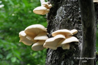 Pleurote en forme dhuitre - Oyster mushroom - Pleurotus ostreatus 2m9