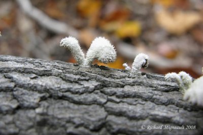 Schizophylle commun - Split-gilled braket - Schizophyllum commune 1m8