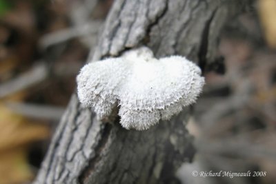 Schizophylle commun - Split-gilled braket - Schizophyllum commune 2m8