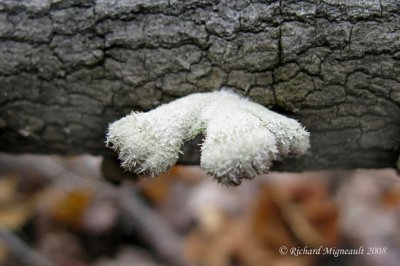 Schizophylle commun - Split-gilled braket - Schizophyllum commune 3m8