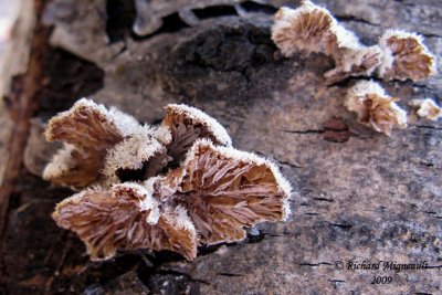 Schizophylle commun - Split-gilled braket - Schizophyllum commune 4m9