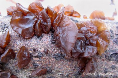 Trémelle mésentrique - Witchs butter - Tremella lutescens 1m8