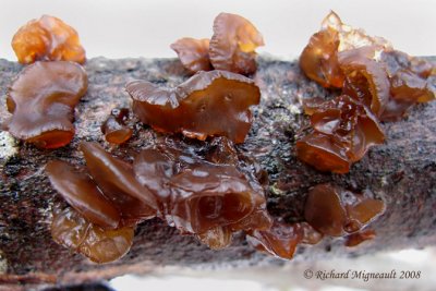 Trémelle mésentrique - Witchs butter - Tremella lutescens 2m8