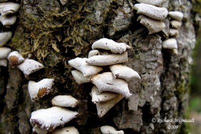 Champignon 1m9