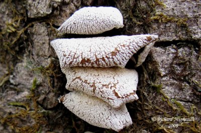 Champignon 2m9