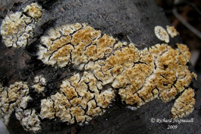 Champignon 3m9