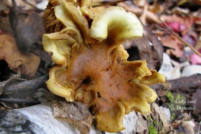 Champignon 8m8