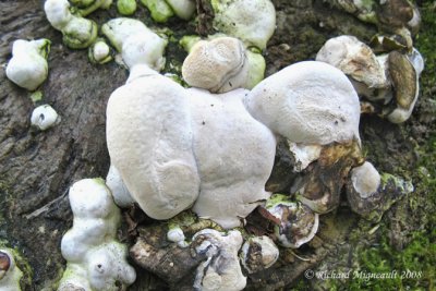 Champignon 10 blanc 2m8