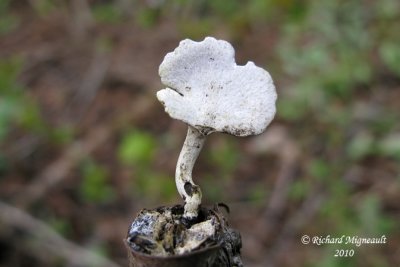 Champignon 11m10