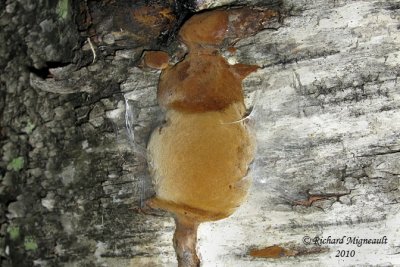 Champignon 12m10
