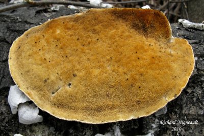 Champignon 13bm10