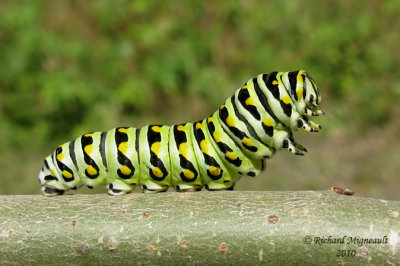 4159 - Black swallowtail - Papillon du celerie - Papilio polyxenes asterius m10