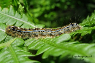 7698 - Forest Tent Caterpillar Moth - Malacosoma disstria 1 m10