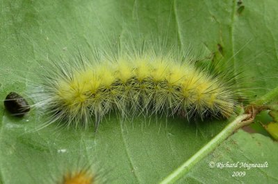 8140 - Fall Webworm Moth - Hyphantria cunea 2m9