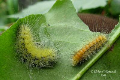 8140 - Fall Webworm Moth - Hyphantria cunea 3m9